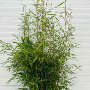 Bamboe Fargesia robusta Campbell van het land selectie 18 liter pot
