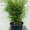 Bamboe Fargesia robusta Campbell van het land selectie 18 liter pot