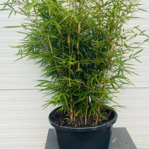 Bamboe Fargesia robusta Campbell van het land selectie 18 liter pot