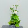 Anemone hyb. 'Honorine Jobert' (herfst anemoon)