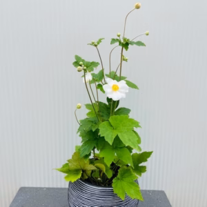 Anemone hyb. 'Honorine Jobert' (herfst anemoon)