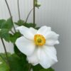 Anemone hyb. 'Honorine Jobert' (herfst anemoon)