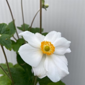 Anemone hyb. 'Honorine Jobert' (herfst anemoon)