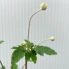 Anemone hyb. 'Honorine Jobert' (herfst anemoon)