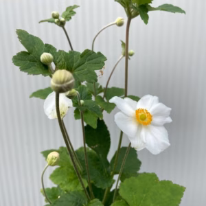 Anemone hyb. 'Honorine Jobert' (herfst anemoon)