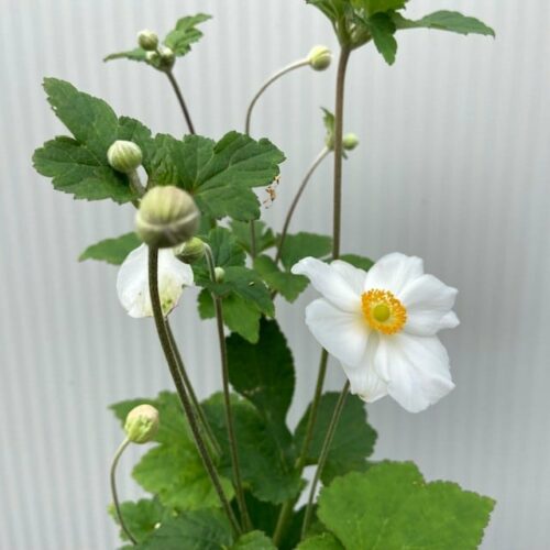 Anemone hyb. 'Honorine Jobert' (herfst anemoon)