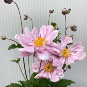 Anemone hyb. 'Königin Charlotte' (herfst anemoon)