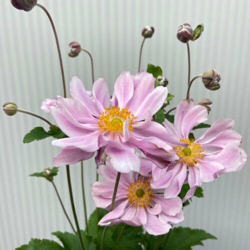 Anemone hyb. 'Königin Charlotte' (herfst anemoon)