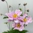 Anemone hyb. 'Königin Charlotte' (herfst anemoon)