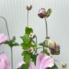 Anemone hyb. 'Königin Charlotte' (herfst anemoon)