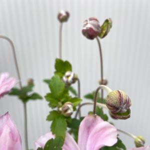 Anemone hyb. 'Königin Charlotte' (herfst anemoon)