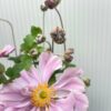 Anemone hyb. 'Königin Charlotte' (herfst anemoon)