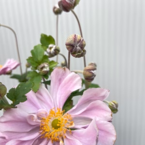 Anemone hyb. 'Königin Charlotte' (herfst anemoon)