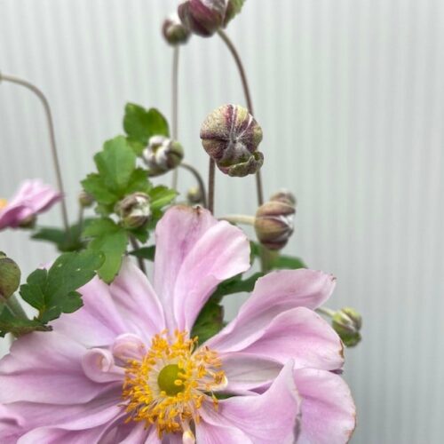 Anemone hyb. 'Königin Charlotte' (herfst anemoon)