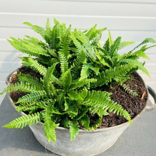 Blechnum Spicant