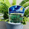 Blechnum Spicant