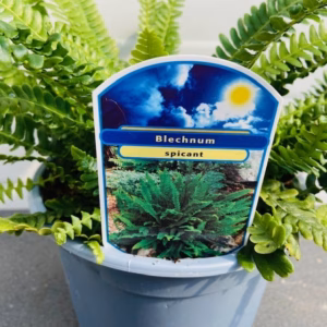 Blechnum Spicant