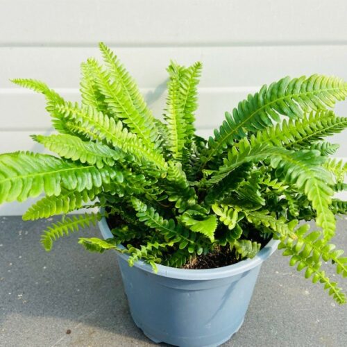 Blechnum Spicant