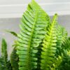 Blechnum Spicant