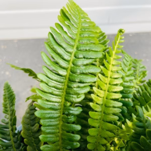 Blechnum Spicant