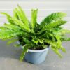 Blechnum Spicant