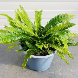Blechnum Spicant