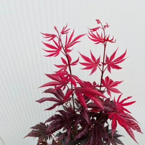 Acer pal. 'Bloodgood' (Japanse Esdoorn)