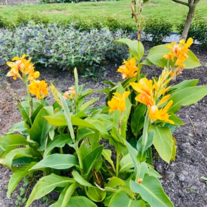 Canna Tenerife