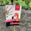 Salix integra Hakuro-nishiki (Bonte wilg)