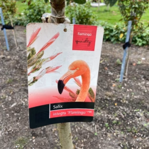 Salix integra Hakuro-nishiki (Bonte wilg)