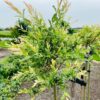 Salix integra Hakuro-nishiki (Bonte wilg)
