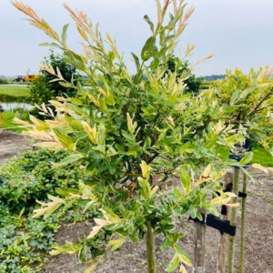Salix integra Hakuro-nishiki (Bonte wilg)
