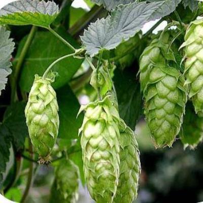 Hop Cascade (Humulus lupulus)