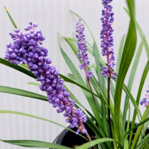 Liriope muscari 'Money maker' (leliegras)