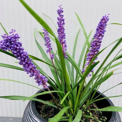 Liriope muscari 'Money maker' (leliegras)