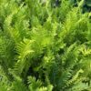Matteuccia Struthiopteris (Struisvaren, Bekervaren)