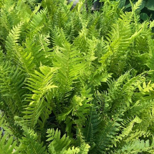 Matteuccia Struthiopteris (Struisvaren, Bekervaren)