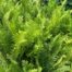 Matteuccia Struthiopteris (Struisvaren, Bekervaren)