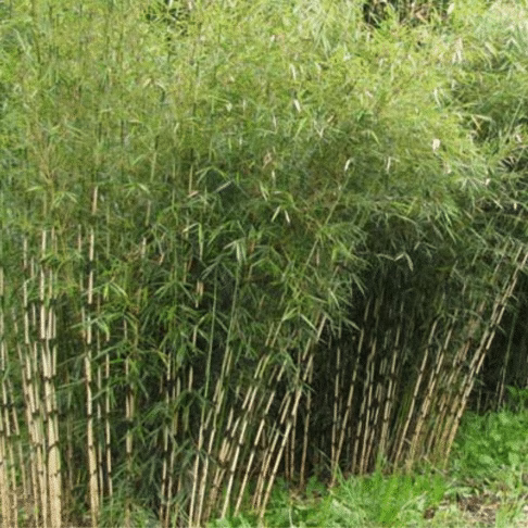 Bamboe Fargesia robusta Campbell 80 - 100 cm