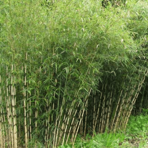 Inwoner vergeten Maken Bamboe Fargesia robusta Campbell 100-120 cm in 5 liter pot - Tas  Boomkwekerij