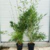 Bamboe Fargesia robusta Campbell 140 - 150 cm