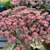 Sedum 'Matrona'