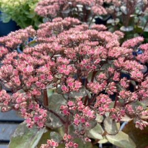 Sedum 'Matrona'