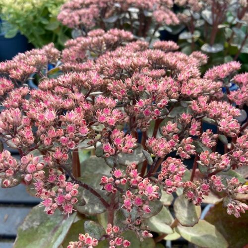 Sedum 'Matrona'