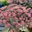 Sedum 'Matrona'