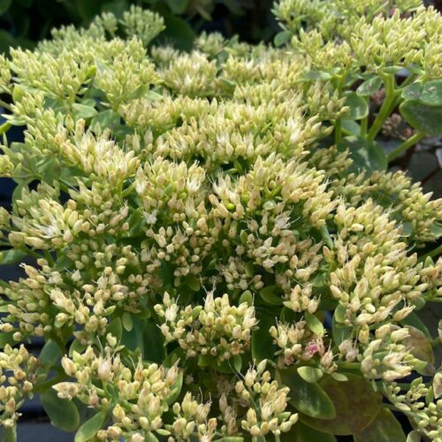 Sedum spec. 'Iceberg'