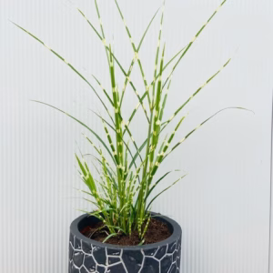 Miscanthus sin. 'Strictus' (Prachtriet)