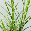 Miscanthus sin. 'Strictus' (Prachtriet)