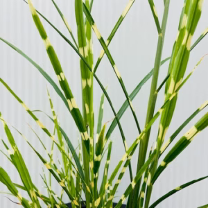 Miscanthus sin. 'Strictus' (Prachtriet)