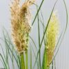 Cortaderia 'Tiny Pampa' (Pampasgras)